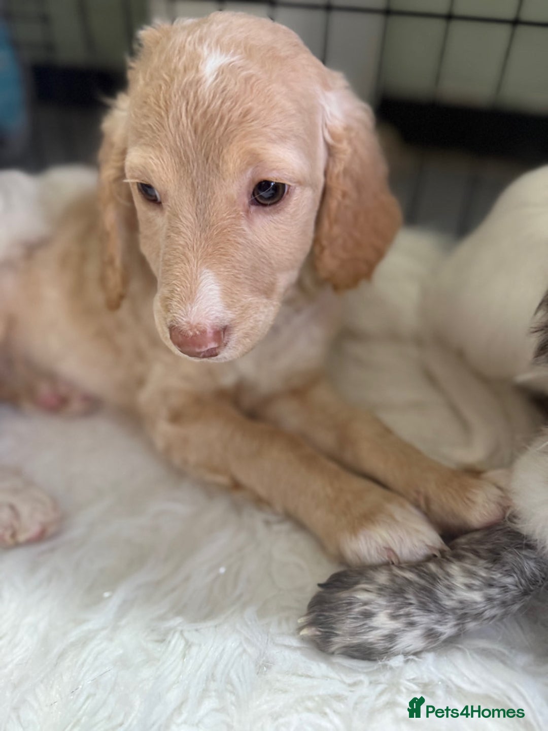 Cockapoo dogs for sale: F1b Cockapoo puppies - Advert 11