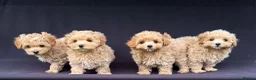 Maltipoo dogs for sale: Beautiful F1 Maltipoo Puppies in Tiverton - Advert 18