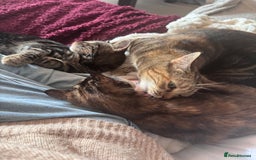 Mixed Breed cats for sale: 10 week black male vaccinated (female reserved) - Image 6