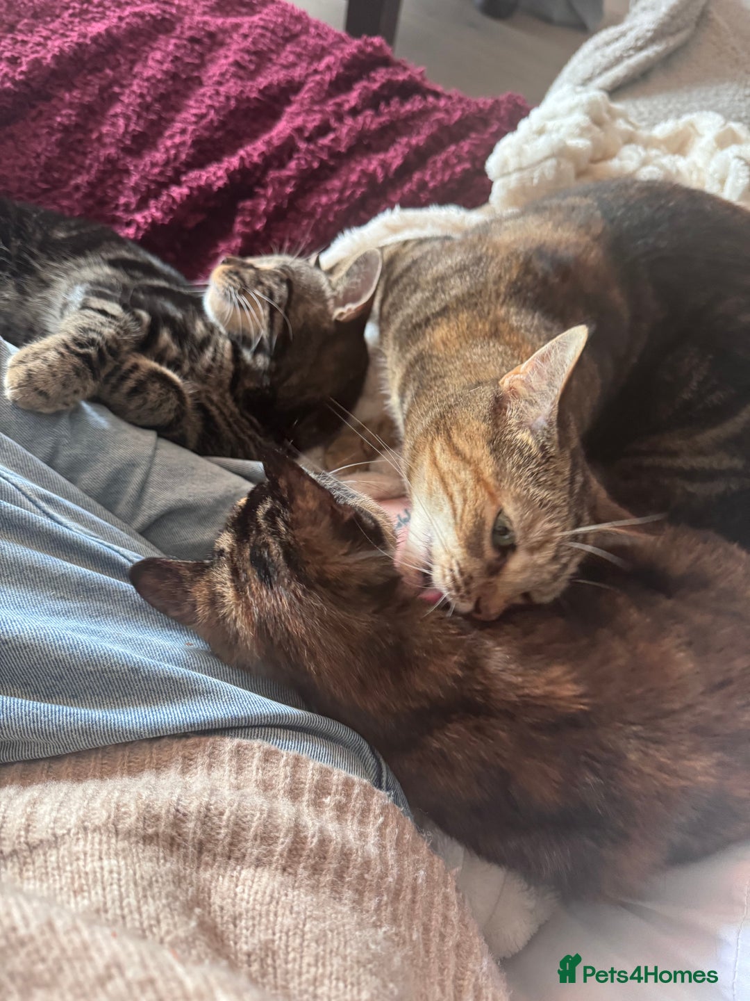 Mixed Breed cats for sale: 10 week black male vaccinated (female reserved) - Image 6
