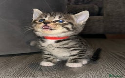 Domestic Shorthair cats for sale: Blue/Brown/Black Tabbies (DSH) - Image 2