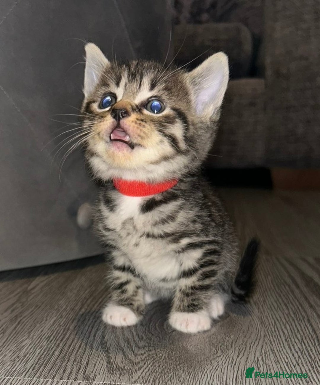 Domestic Shorthair cats for sale: Blue/Brown/Black Tabbies (DSH) - Image 2