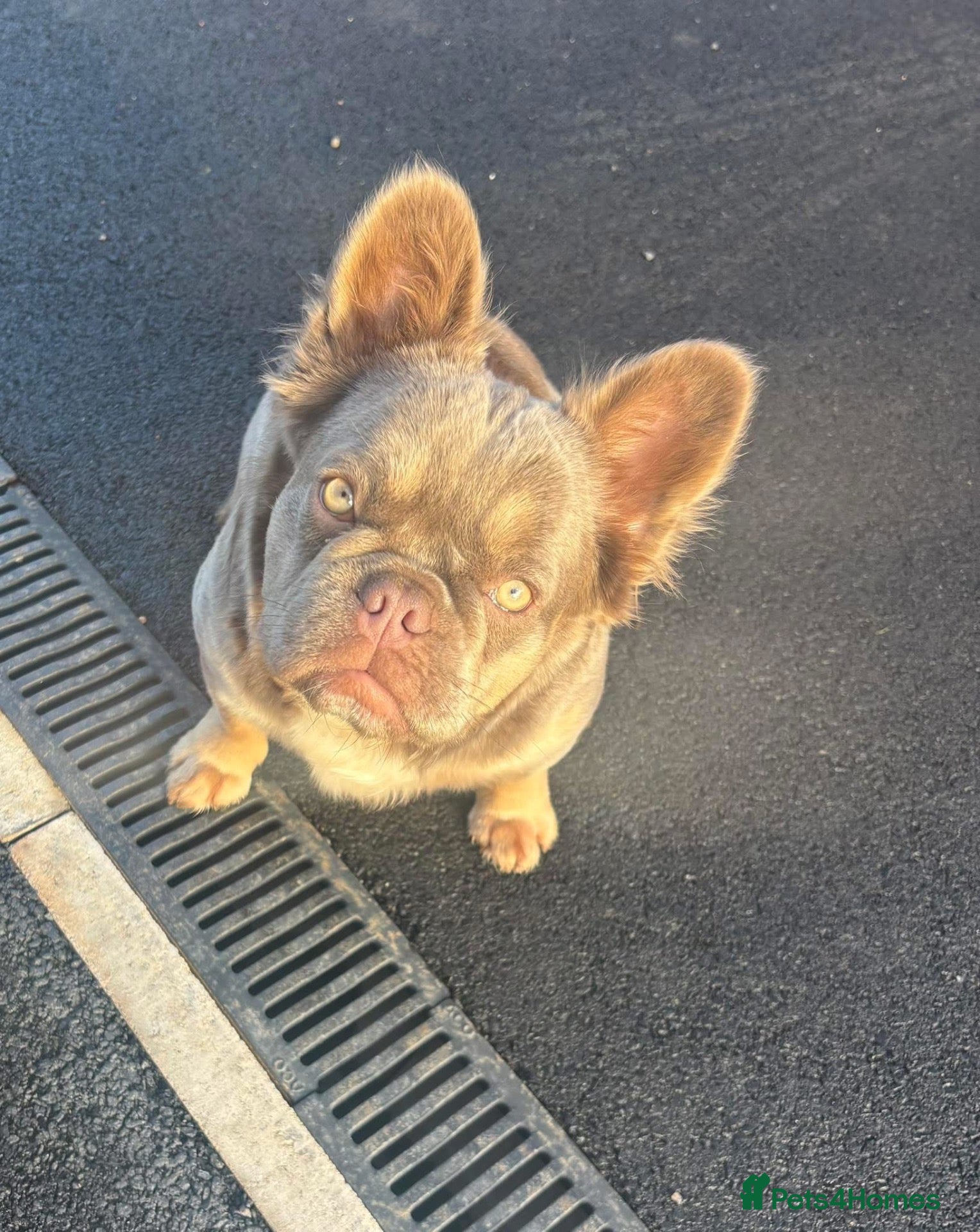 French Bulldog dogs Absolutely beautiful little girl  - Advert 4