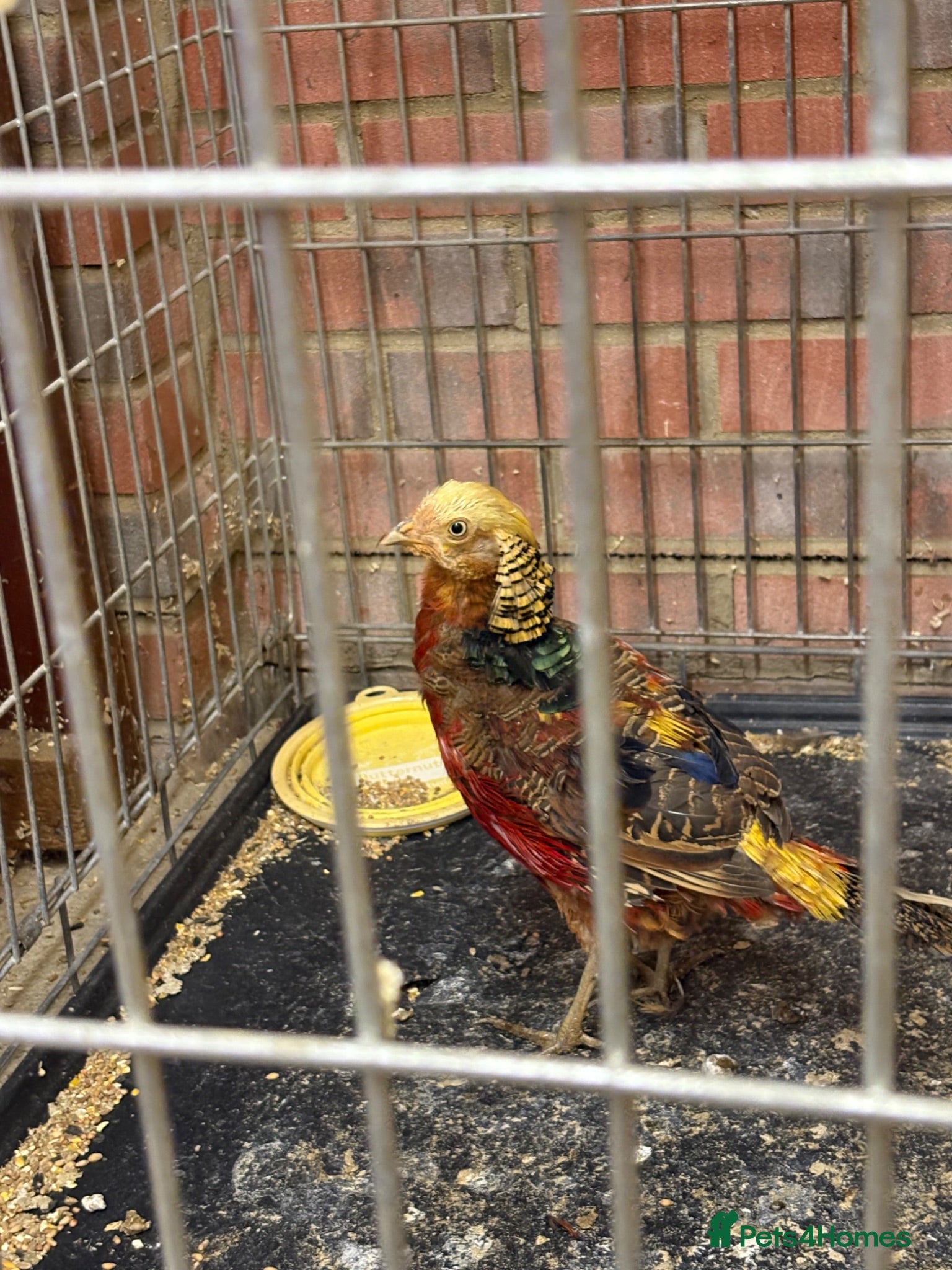 Pheasants poultry Golden pheasant  - Advert 1