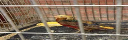 Pheasants poultry for sale: Golden pheasant  - Advert 1