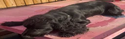 Cocker Spaniel dogs for sale: Black cocker spaniel  in Newport Pagnell - Advert 2