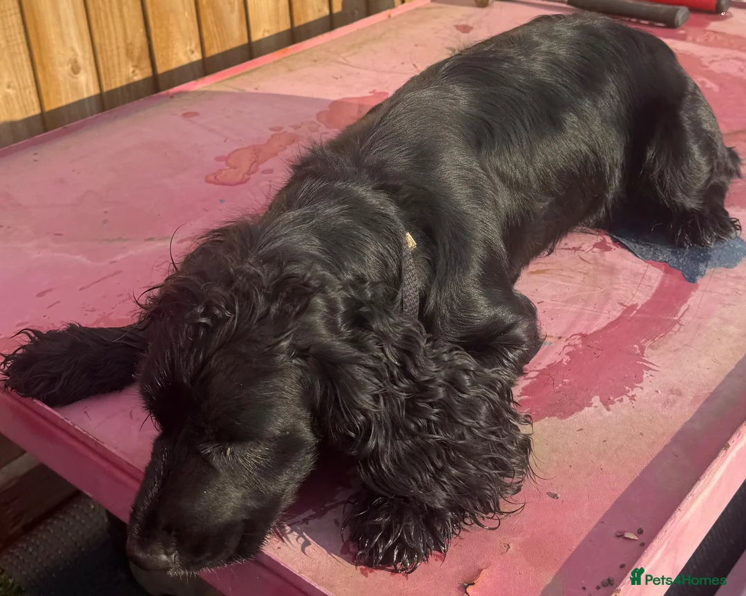 Cocker Spaniel dogs for sale: Black cocker spaniel  in Newport Pagnell - Advert 2