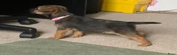 Border Terrier dogs for sale: Healthy Bundles of Border joy  - Advert 5