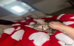 Mixed Breed cats for sale: Pretty little girls  - Image 33