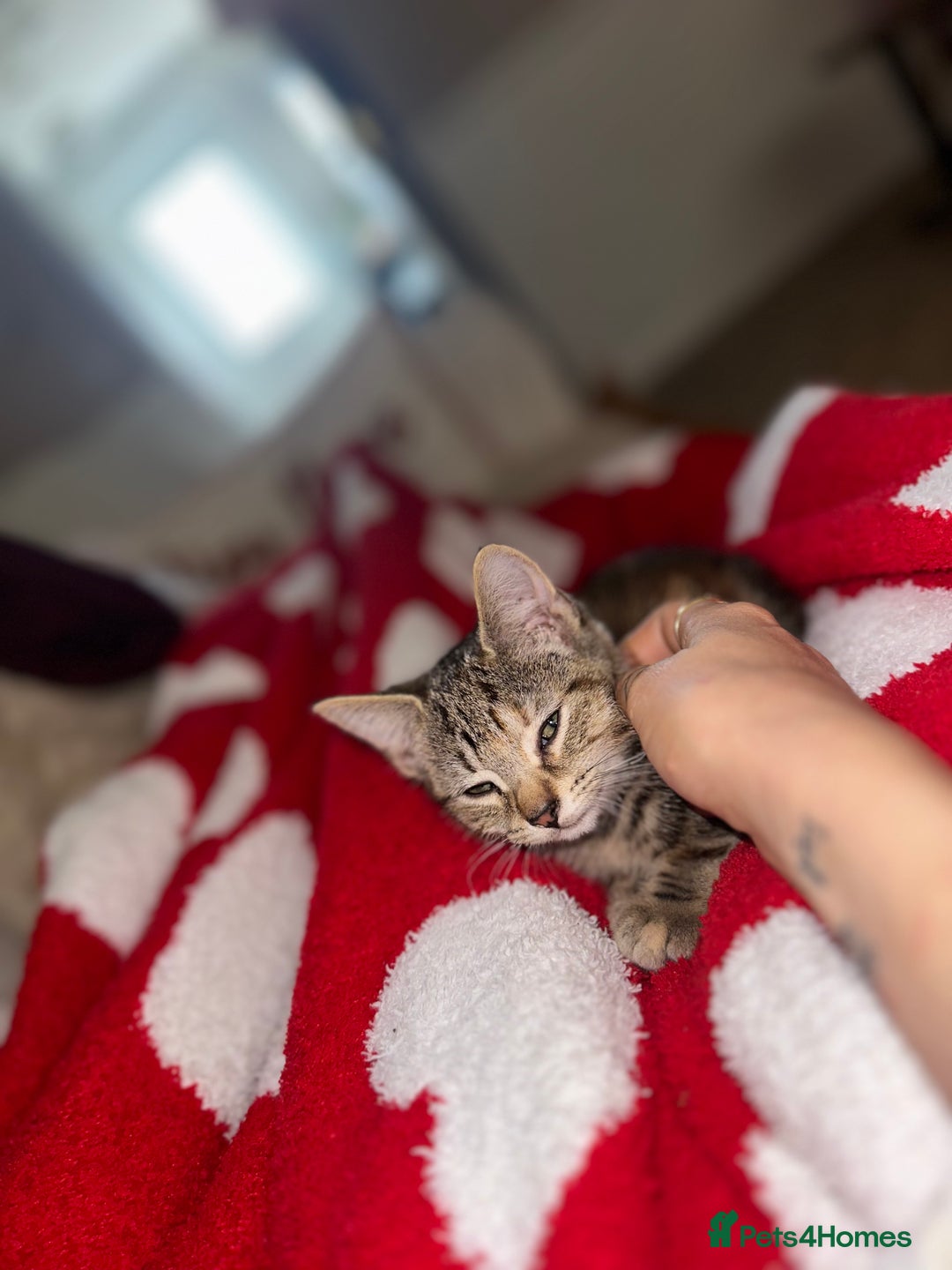 Mixed Breed cats for sale: Pretty little girls  - Image 33