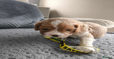 Cavalier King Charles Spaniel dogs - Advert 1
