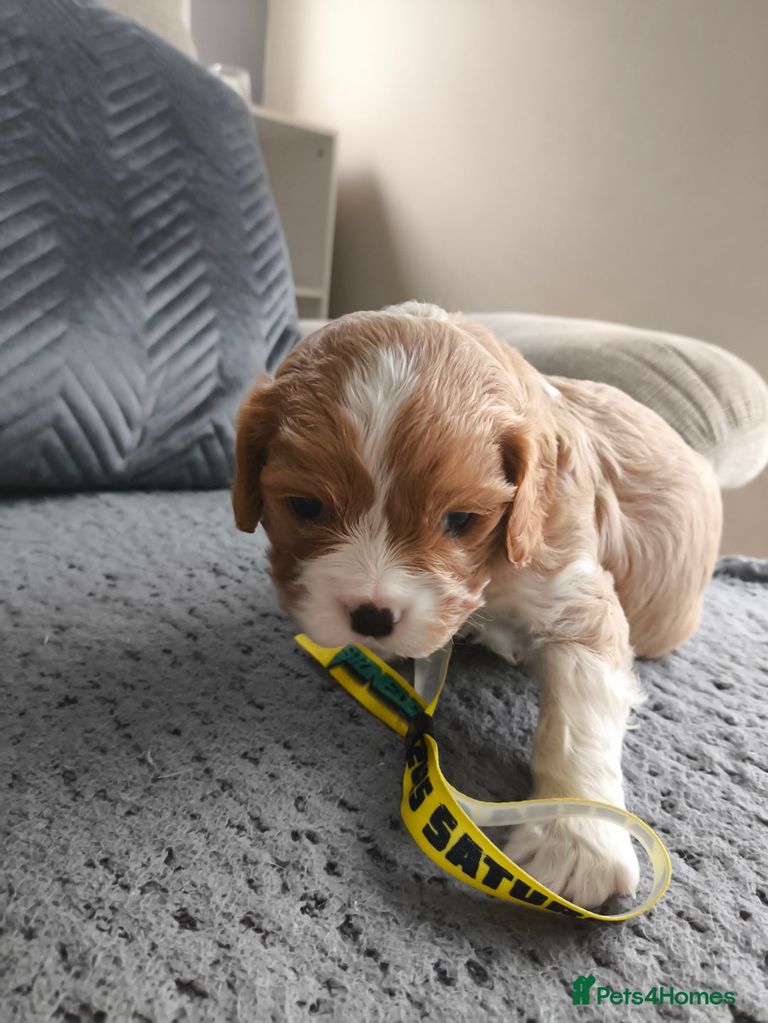 Cavalier King Charles Spaniel dogs for sale: Gorgeous litter of three Blenheim puppies - Image 3
