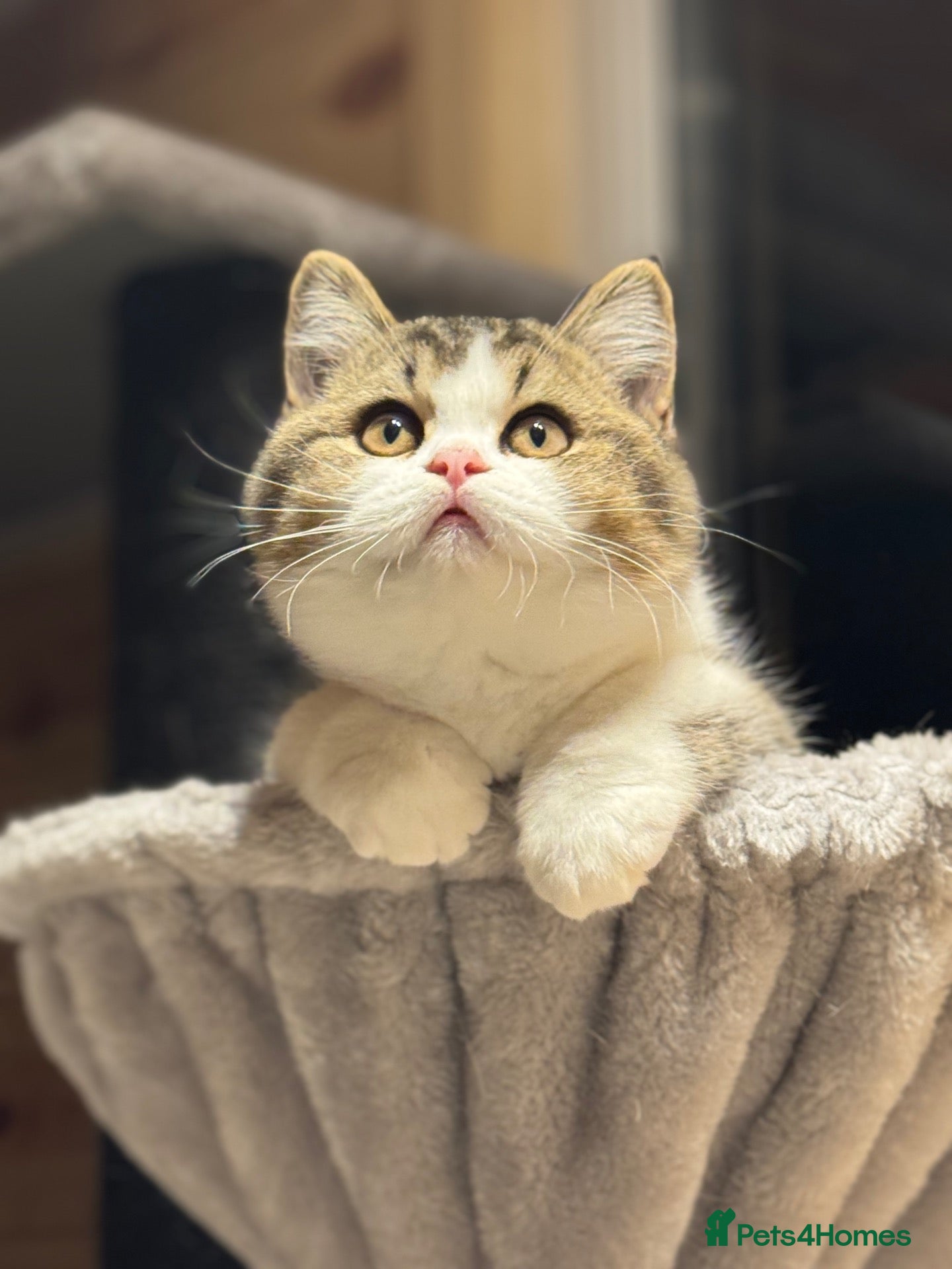 British Shorthair cats Last Tica reg Tabby kitten ( reduced ) ready now ! - Advert 9