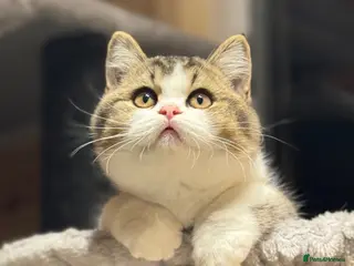 British Shorthair cats Last Tica reg Tabby kitten ( reduced ) ready now ! - Advert 2