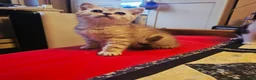 British Shorthair cats for sale: Kittens - Advert 3
