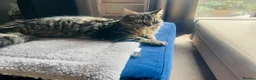 Mixed Breed cats for sale: Beautiful & friendly Ragdoll/Maine Coon siblings - Advert 4