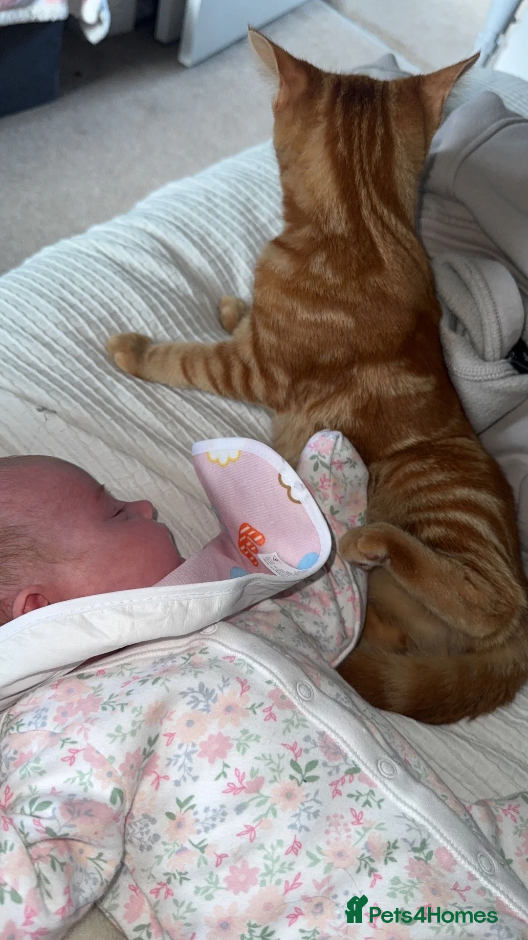 Mixed Breed cats for sale: Rita🧡 - Advert 2