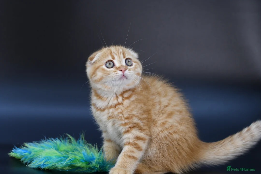 Scottish Fold cats for sale: LICENSED CATTERY, PURE BREED TOP QUALITY KITTENS - Advert 9