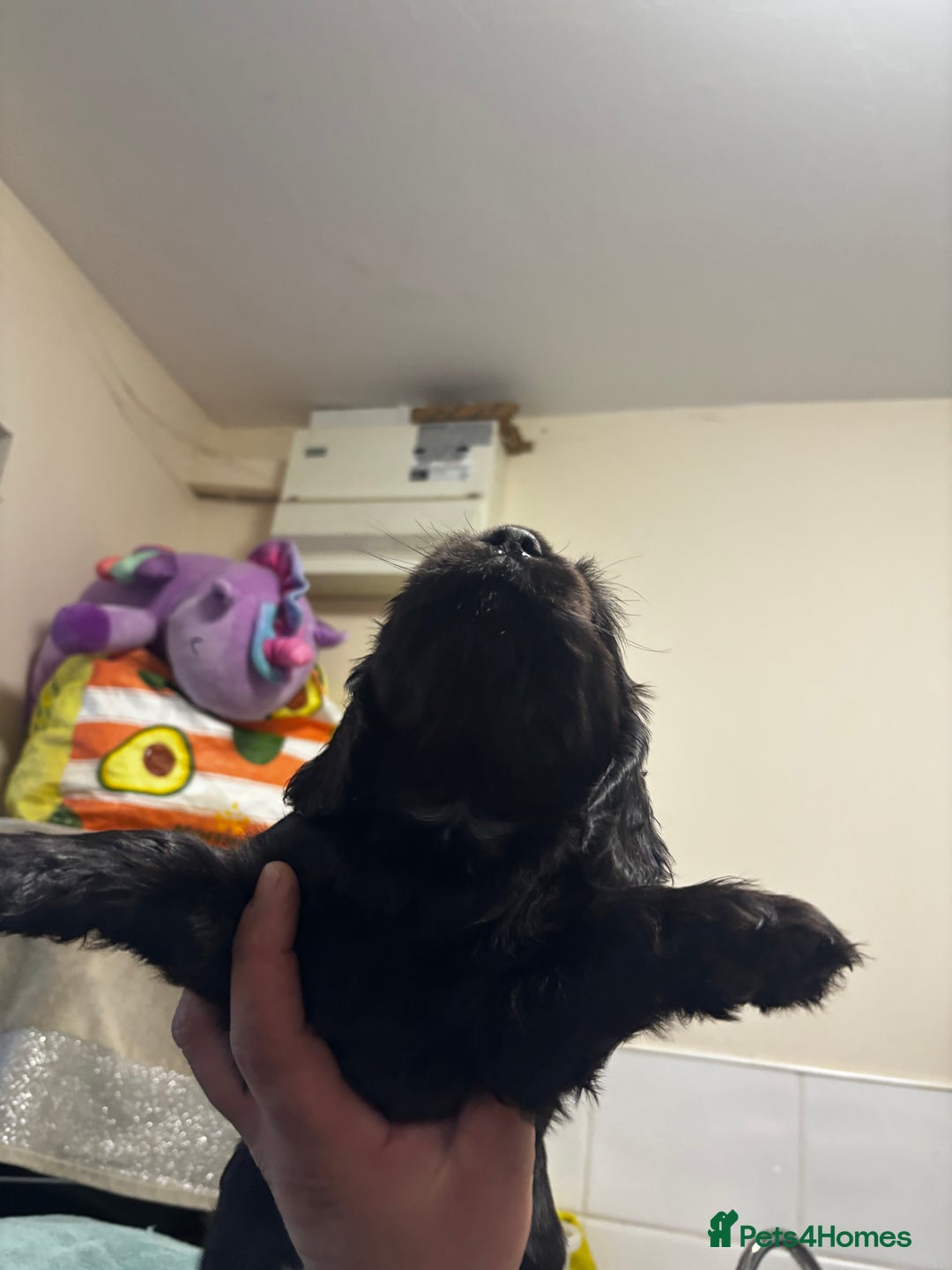 Cocker Spaniel dogs for sale: Cocker spaniel puppy - Advert 3