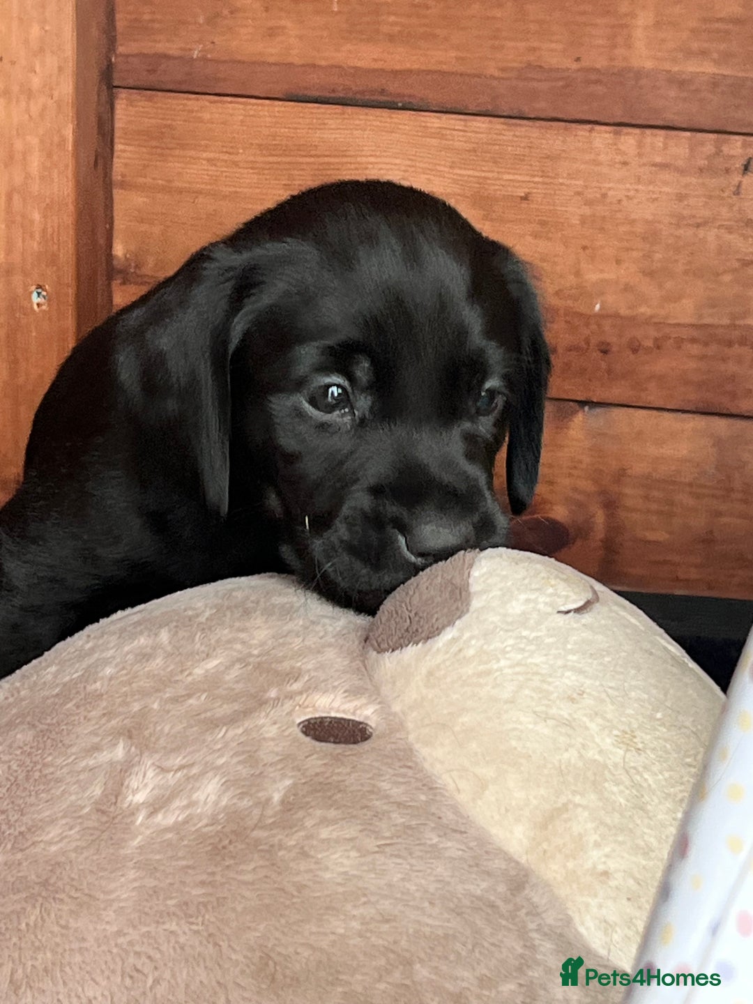 Labrador Retriever dogs for sale: Beautiful litter of working line black lab pups  - Image 7
