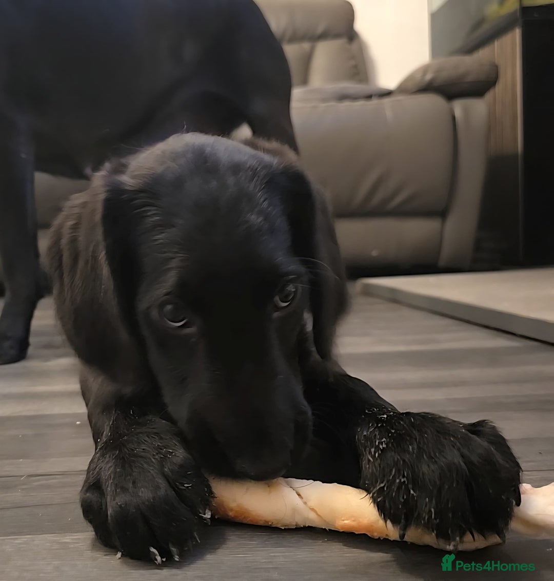 Labradoodle dogs for sale: Little girl Labradoodle  - Advert 8