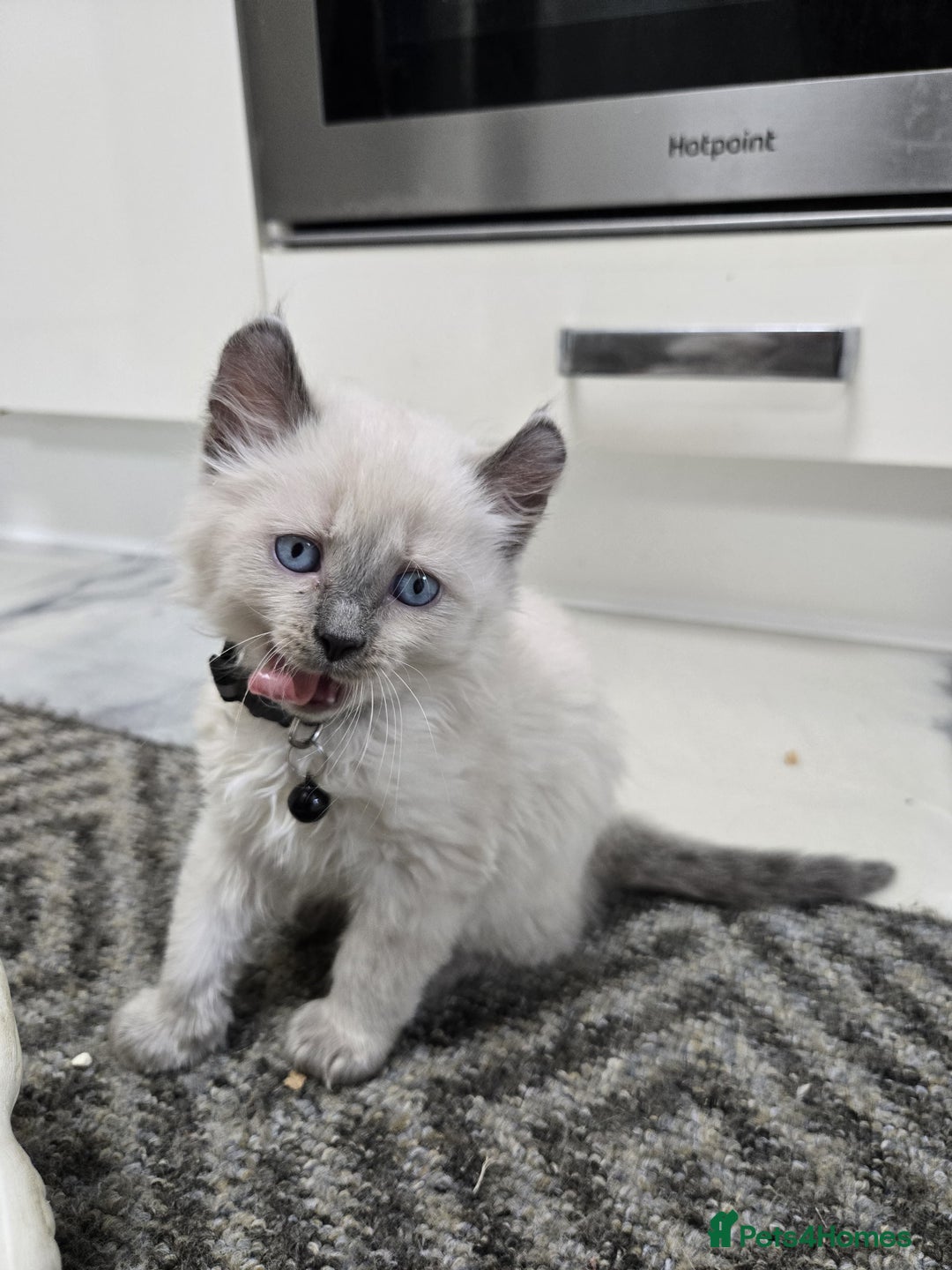 American Curl cats for sale: RARE, Unique, Affectionate American Curl Kittens!  - Advert 9