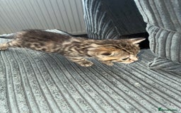 British Shorthair cats for sale:  British shorthair / American bobtail - Image 12