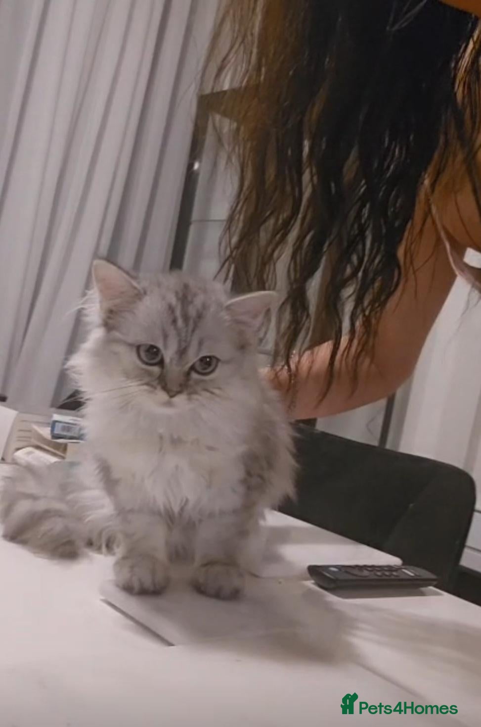 Persian cats 2 Beautiful Persian Chinchilla kittens for sale - Advert 21