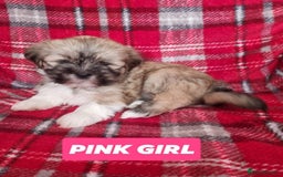 Lhasa Apso dogs for sale: Pure bred Lhasa Apso puppies  - Image 9