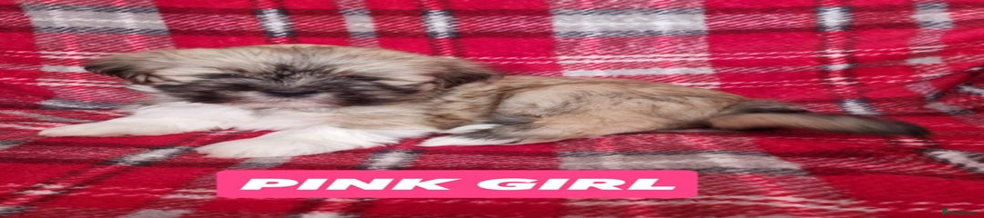Lhasa Apso Puppy 1