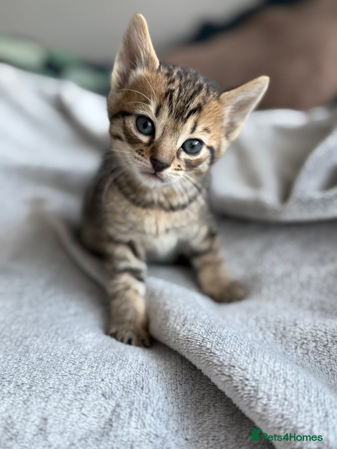 Mixed Breed cats for sale: Adorable Kittens Looking for Their Forever Homes ✨ - Image 6