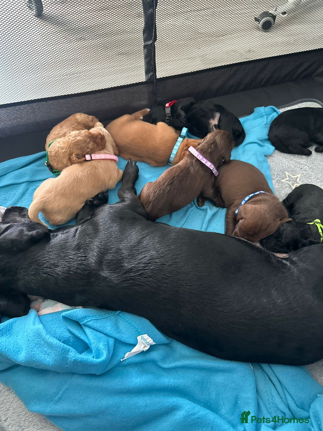 Doxiepoo dogs for sale: Stunning Doxiepoo Puppies for sale  - Advert 3