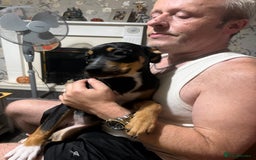 Mixed Breed dogs for sale: Staffordshire bull terrier cross Rottweiler  - Image 3