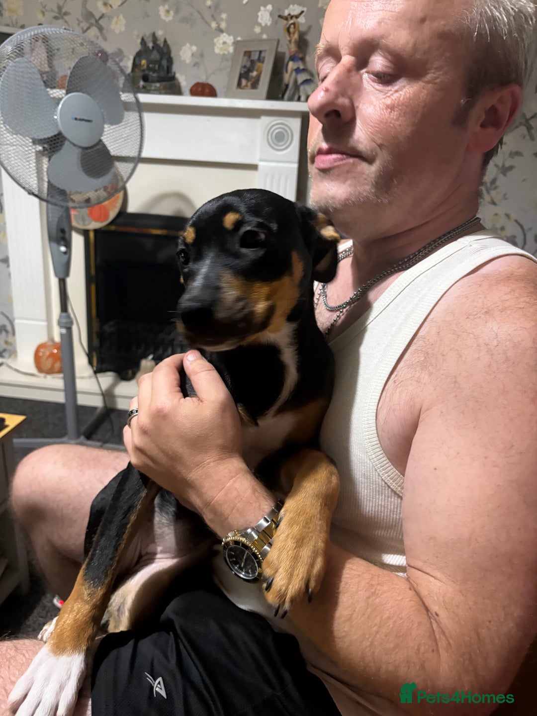 Mixed Breed dogs for sale: Staffordshire bull terrier cross Rottweiler  - Image 3