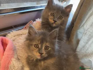 Maine Coon cats 3/4 Maine coon kittens - Advert 9
