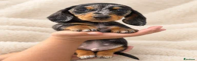 🩶🐾 Gorgeous Silver Dapple Miniature Dachshund Boy 🐾🩶