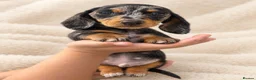 Miniature Dachshund dogs for sale: 🐾💕 3 GORGEOUS MINIATURE DACHSHUND BOYS 💕🐾 - Advert 6