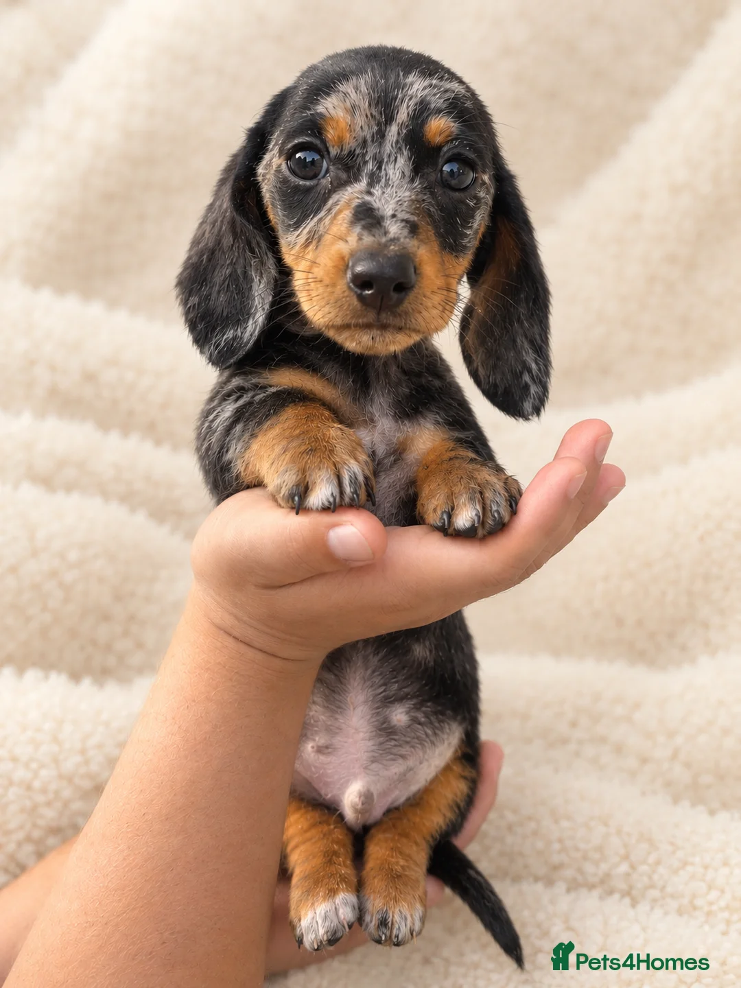 Miniature Dachshund dogs for sale: 🐾💕 3 GORGEOUS MINIATURE DACHSHUND BOYS 💕🐾 - Advert 6
