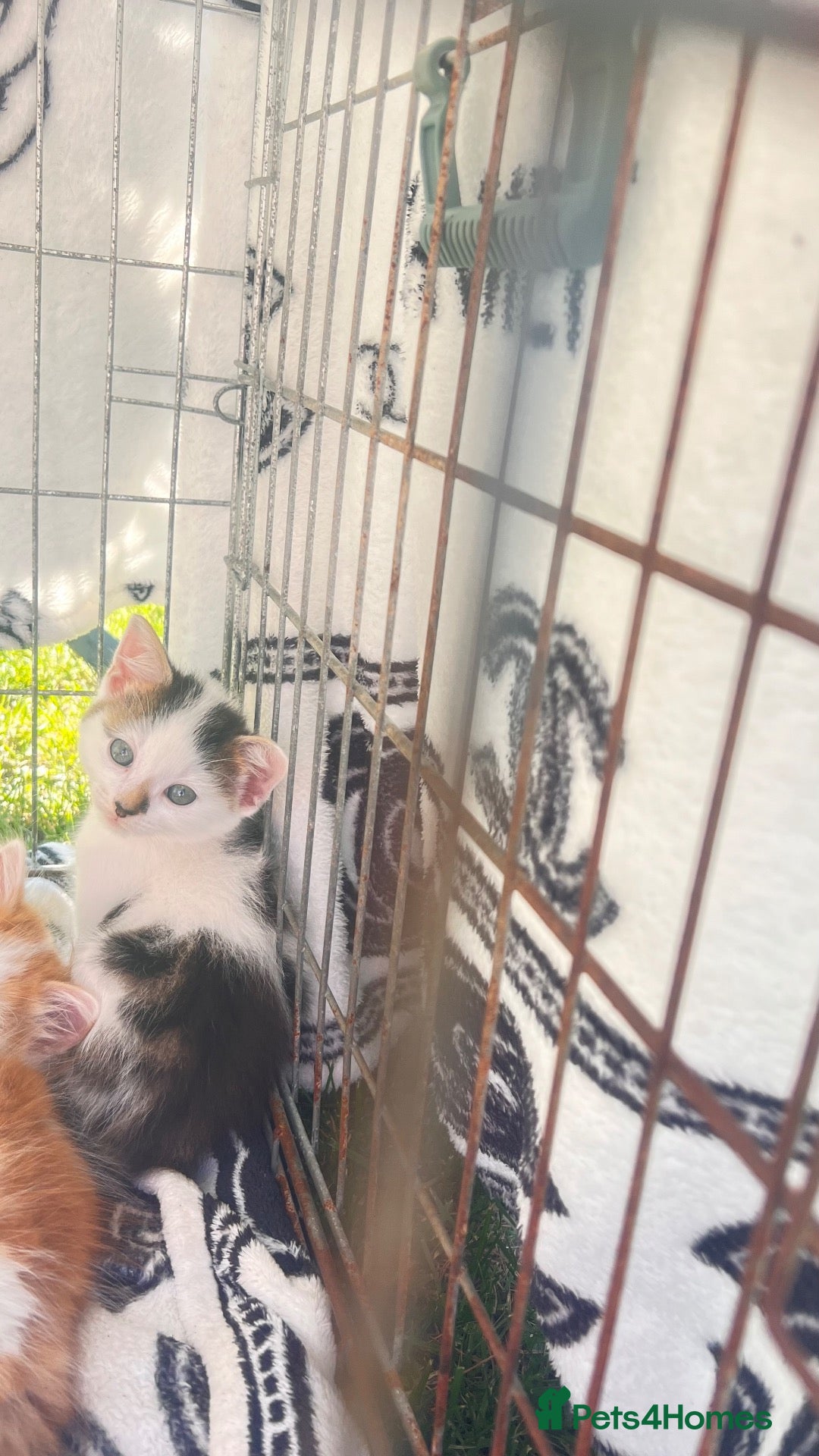 Mixed Breed cats Small kittens ready now london n9  - Advert 1