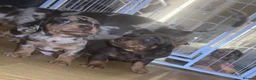 Dachshund dogs for sale: 2 Dachshund puppies left - Advert 17