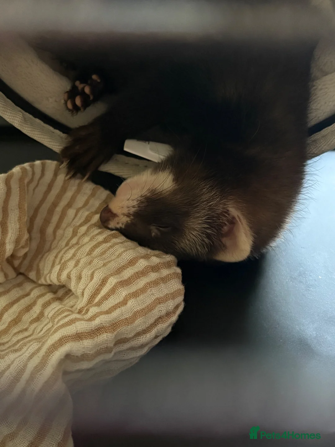 Ferret rodents for sale: 2 Female ferrets in Birkenhead - Advert 2