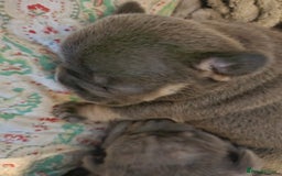 French Bulldog dogs for sale: ⚡️Exquisite 🌈 Pedigree French Bulldog Puppies ⚡️ - Image 14
