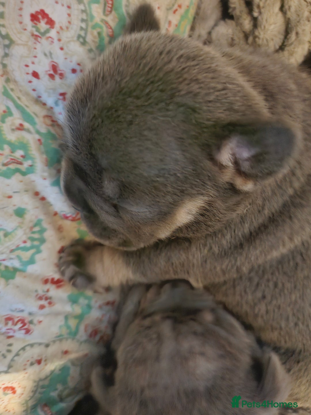 French Bulldog dogs for sale: ⚡️Exquisite 🌈 Pedigree French Bulldog Puppies ⚡️ - Image 14