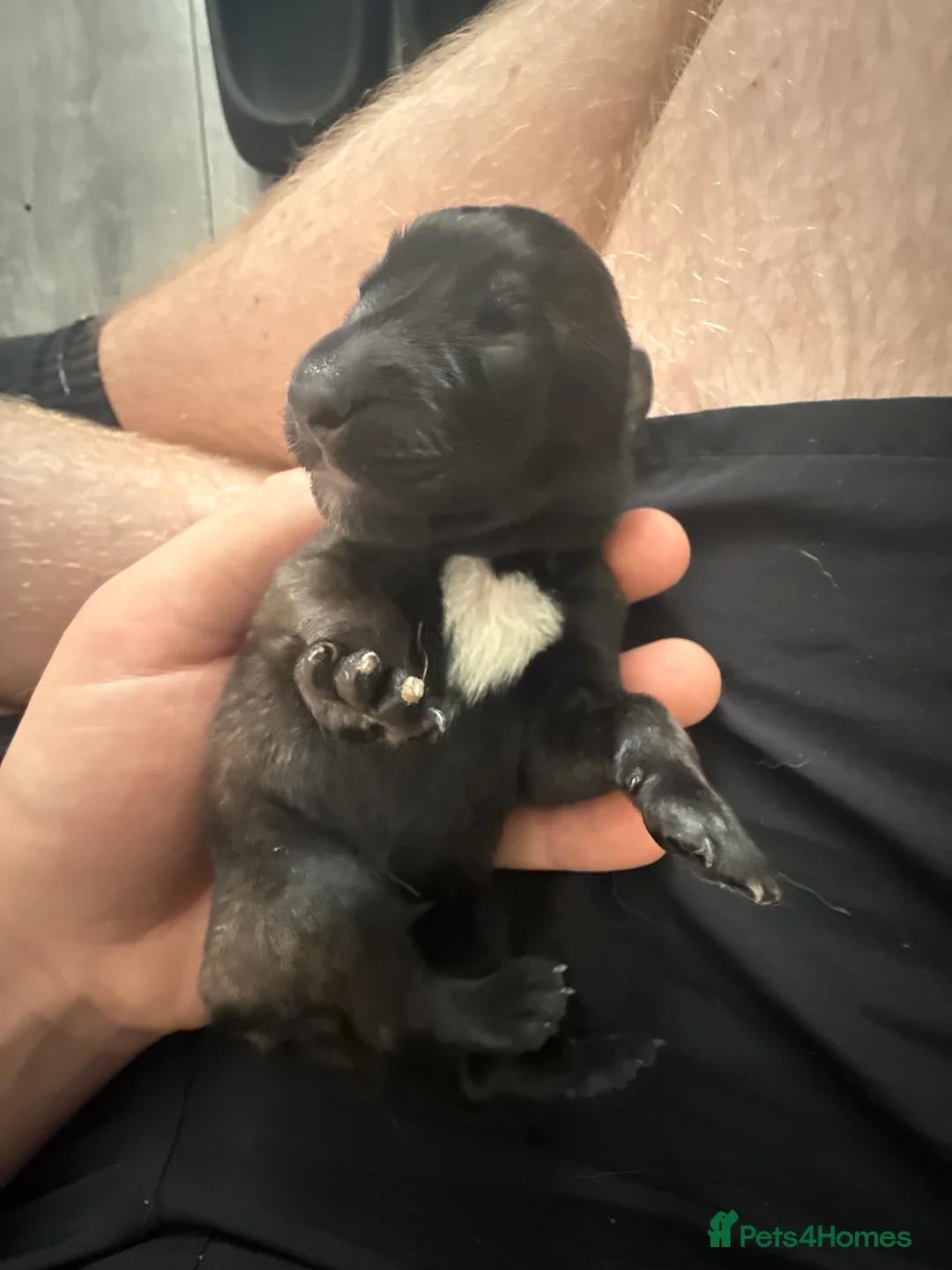 Belgian Shepherd Dog dogs for sale: Belgian malanois pups  - Advert 2