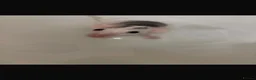 Rat rodents for sale: Female rats  - Advert 5