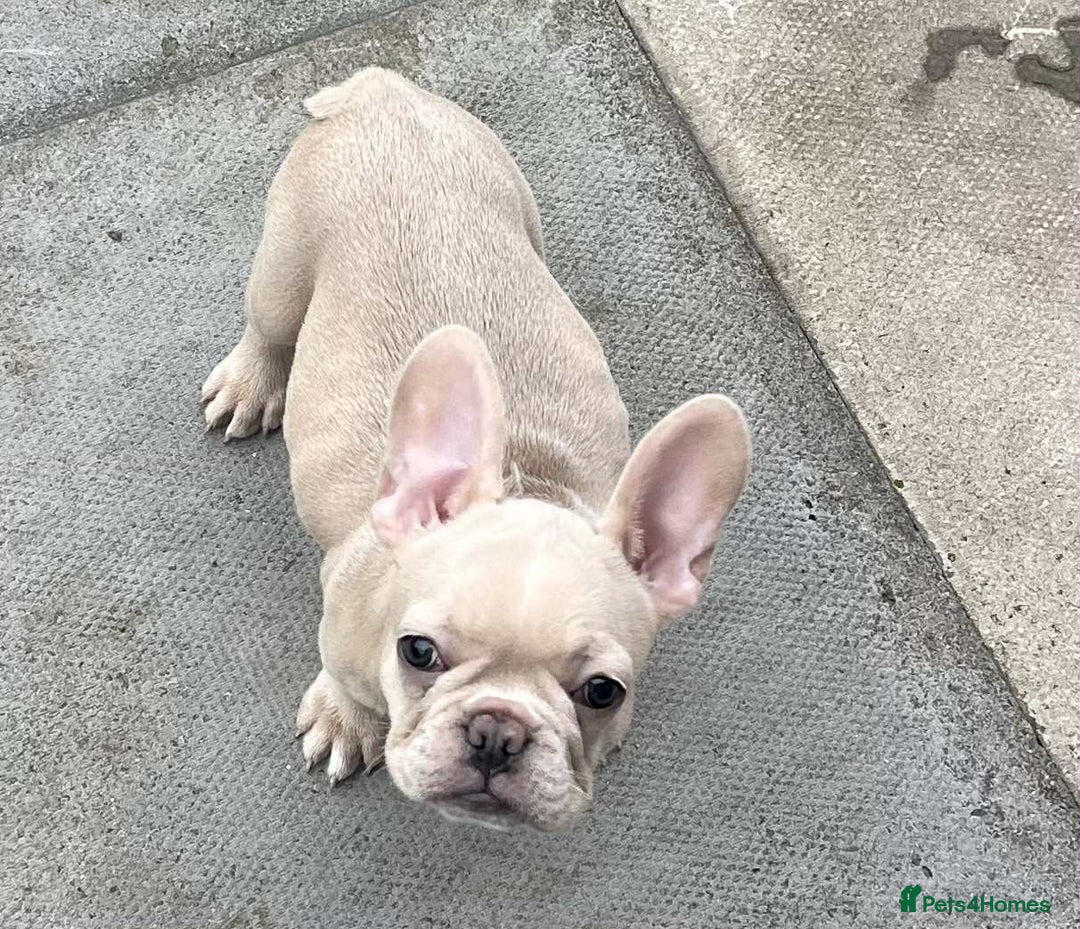 French Bulldog dogs for sale: Beautiful non kc female  - Image 26