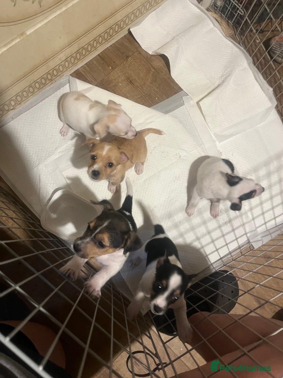 Jack Russell dogs for sale: Three 8 weeks old Jack Russel puppies  - Image 4