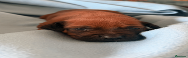 Rhodesian Ridgeback Puppy 5