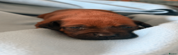 Rhodesian Ridgeback dogs for sale: Rhodesian Ridgeback Puppies EU Pedigree - Advert 17