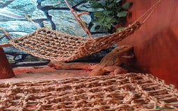 Bearded Dragon reptiles for sale: Harry the bearded dragon - Image 3